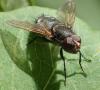 Pollenia sp.